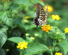 Tapeta Nature Flowers 225.jpg